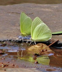 Aphrissa statira statira