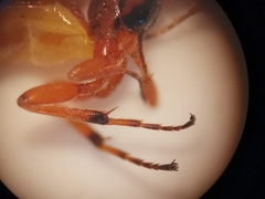 Pseudovipio