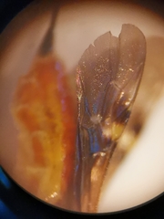 Pseudovipio