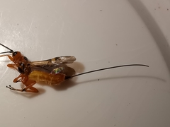 Pseudovipio
