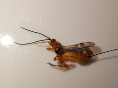 Pseudovipio