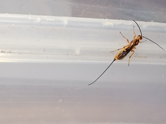 Pseudovipio