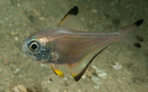 Blacktip sweeper (Pempheris affinis) — Pempheridae — 5