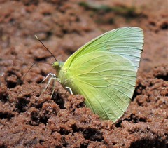 Aphrissa statira statira