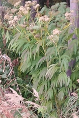Jacobaea cannabifolia