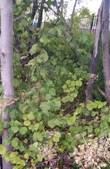 Alnus hirsuta