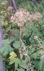Heracleum maximum