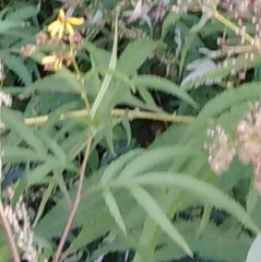 Jacobaea cannabifolia