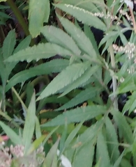 Jacobaea cannabifolia
