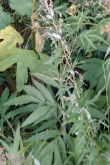 Jacobaea cannabifolia