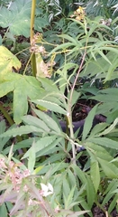 Jacobaea cannabifolia
