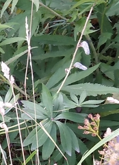 Lupinus polyphyllus