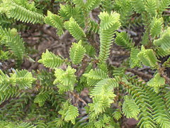 Crassula ericoides ericoides