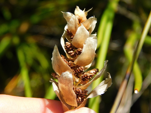 Image of Elegia vaginulata by (c) Rebecca Ryen-Stols, some rights reserved (CC BY-SA)