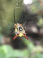 Micrathena guerini