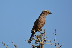 Coracias naevius mosambicus