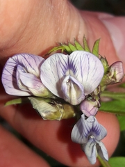 Vicia sepium