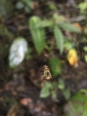 Micrathena guerini