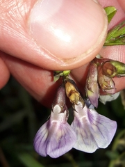 Vicia sepium