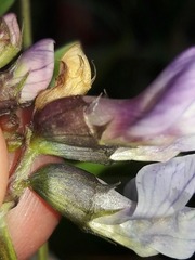 Vicia sepium