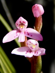 Disa vaginata
