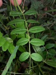 Vicia sepium