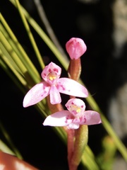 Disa vaginata
