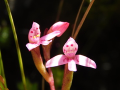 Disa vaginata