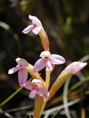 Disa vaginata