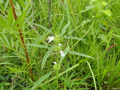 Leucas lavandulifolia
