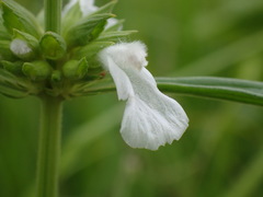Leucas lavandulifolia