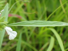 Leucas lavandulifolia