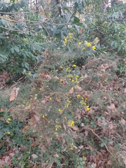 Ulex europaeus