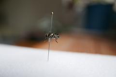 Eristalinus sepulchralis