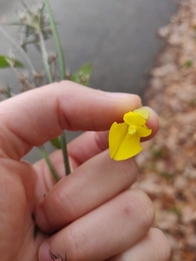 Ulex europaeus