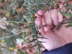 Ulex europaeus