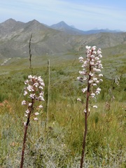 Eulophia barbata