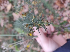 Ulex europaeus