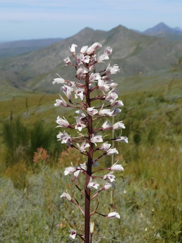 Image of Eulophia barbata by (c) Rebecca Ryen-Stols, some rights reserved (CC BY-SA)