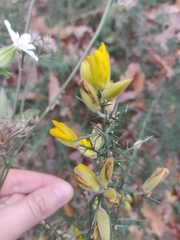 Ulex europaeus