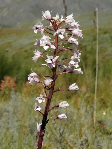 Image of Eulophia barbata by (c) Rebecca Ryen-Stols, some rights reserved (CC BY-SA)
