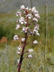 Eulophia barbata