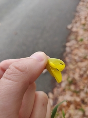 Ulex europaeus
