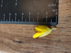 Ulex europaeus