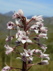Eulophia barbata