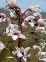 Eulophia barbata