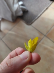 Ulex europaeus