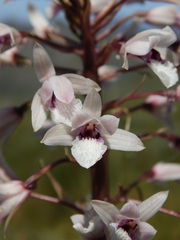 Eulophia barbata