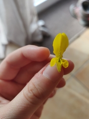 Ulex europaeus
