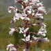 Pale Cinderella Orchid - Photo (c) Rebecca Ryen, some rights reserved (CC BY-SA), uploaded by Rebecca Ryen